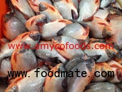 Red Pomfret from reliable factory in China