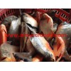 Red Pomfret from reliable factory in China