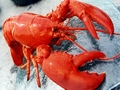 Canada lobster fishery sustainability program a success