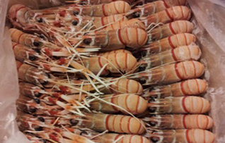 scampi