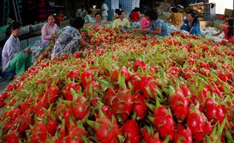 dragon fruit