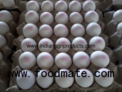 Fresh White Chicken Eggs