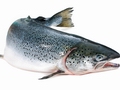 Kroger, Safeway Will Nix GMO Salmon Regardless of FDA Decision