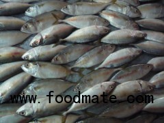 Sell: Frozen short body mackerel whole round