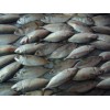 Sell: Frozen short body mackerel whole round