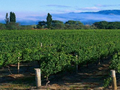NEW ZEALAND WINE SECTOR ANNUAL REPORT 2014