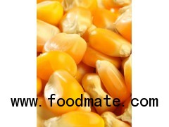 Yellow Maize