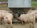 UK Pig Feed Prices Continue to Slide