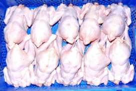 poultry