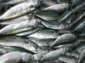 Agreement signed to settle Faroes mackerel fight