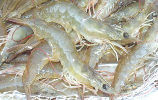 ASEAN shrimp
