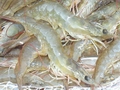 ASEAN shrimp standards in the works