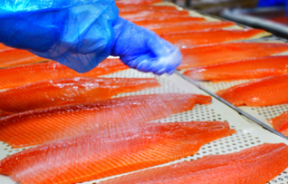 farmed salmon