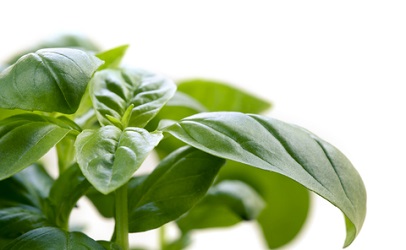 Organic Basil