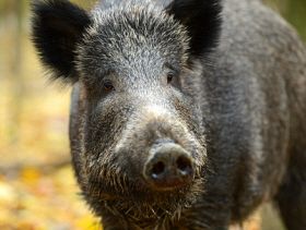 wild boar