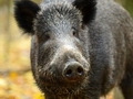 Report Finds African Swine Fever Spread Hard to Control in Wild Boar