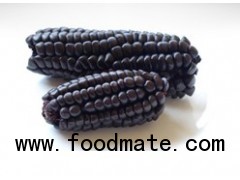 PURPLE CORN GRAIN PREMIUM STEAM TREATED (POWDERED)