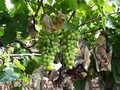 Chilean table grape faces new challenges