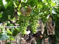 Chilean table grape faces new challenges