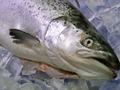 Marine Harvest in Second Decade of Growing Atlantic Salmon in RAS