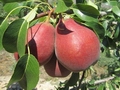 South African Cheeky pear a hit in Eurpoe