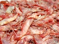 DOC proposes higher shrimp duties for Vietnam, Thailand, India