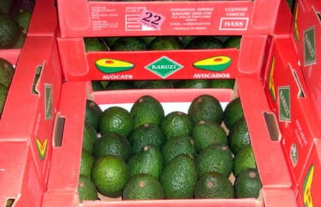 avocado