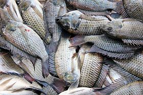  Tilapia 