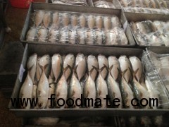 Sell: Frozen indian mackerel whole round from Vietnam