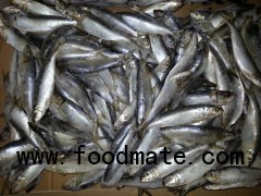 Sell: Frozen golden stripe sardinella whole round ( for bait & human consumption )