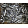 Sell: Frozen golden stripe sardinella whole round ( for bait & human consumption )