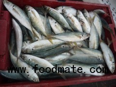 Sell: Frozen round scad ( Decapterus maruadsi ) whole round