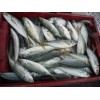 Sell: Frozen round scad ( Decapterus maruadsi ) whole round