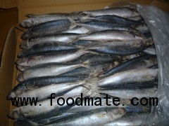 Sell: Frozen Layang scad fish whole round ( for bait & human consumption )