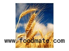 Whole Wheat Flour