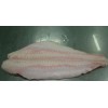 Pangasius catfish