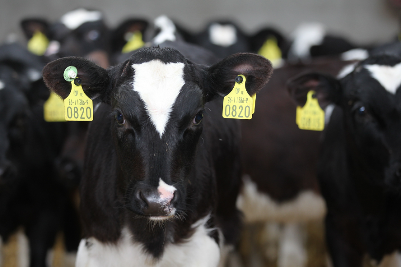 Live cattle