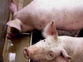 Pigs and their natural sensitivity to DON
