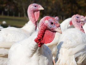 British Poultry Meat