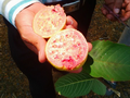 Indian University develops ‘pink-pulp guava’