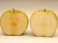 Non-browning apple could see approval this year