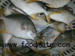 Sell: Frozen golden pomfret whole round from Vietnam