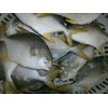 Sell: Frozen golden pomfret whole round from Vietnam