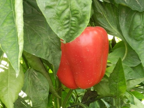 pepper 