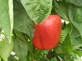 Diminished volume for Israeli pepper crop