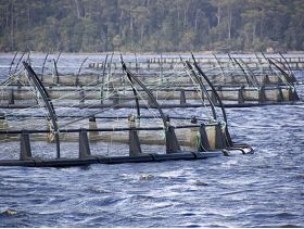 Marine Harvest