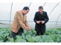 Vegetable production increases by 20% with government support