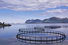 Marlborough Salmon Farms