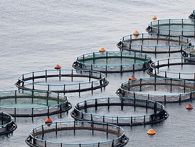  Scottish salmon farming