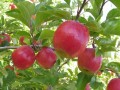 Strong USA Pink Lady® market setting up promising import season